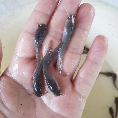 埃及塘鲺鱼大规格埃及鱼苗大种塘虱苗八须鲶鱼苗革胡子鲶淡水鱼苗 - 图1