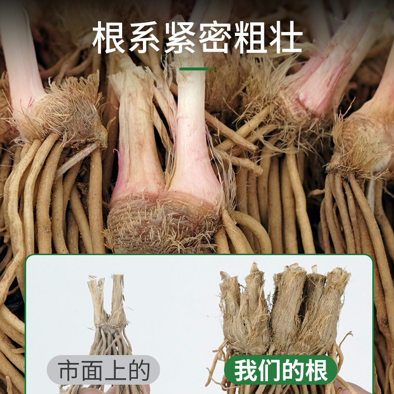 四季带土现挖韭菜宽叶根苗紫根红根大叶四季阳台盆栽种菜籽蔬菜苗 - 图2