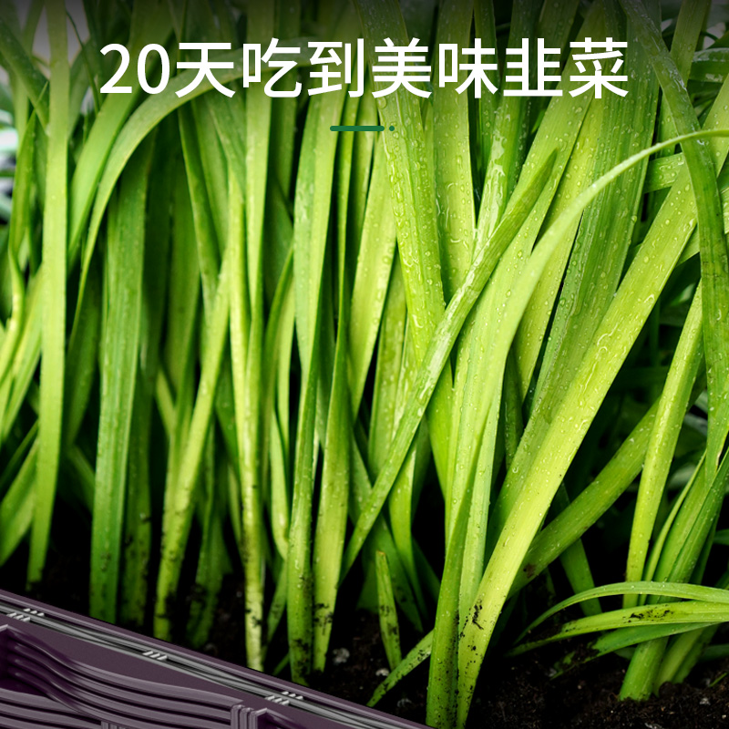 四季带土现挖韭菜宽叶根苗紫根红根大叶四季阳台盆栽种菜籽蔬菜苗 - 图3