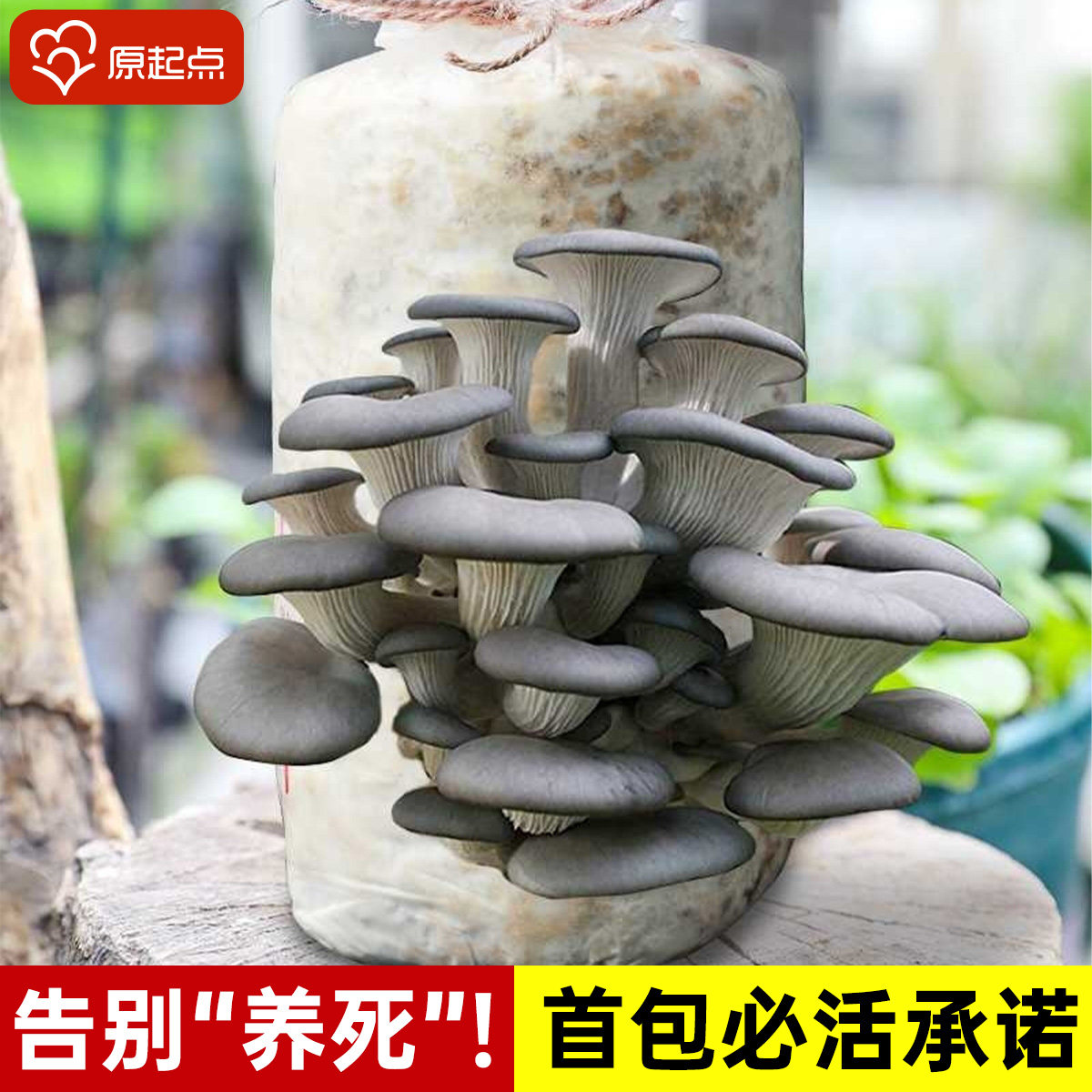 新鲜蘑菇种植菌包家庭食用儿童黑平菇香菇袋装大包自种菌棒小盆栽,淘宝优惠券,粉丝福利购,淘宝优惠卷