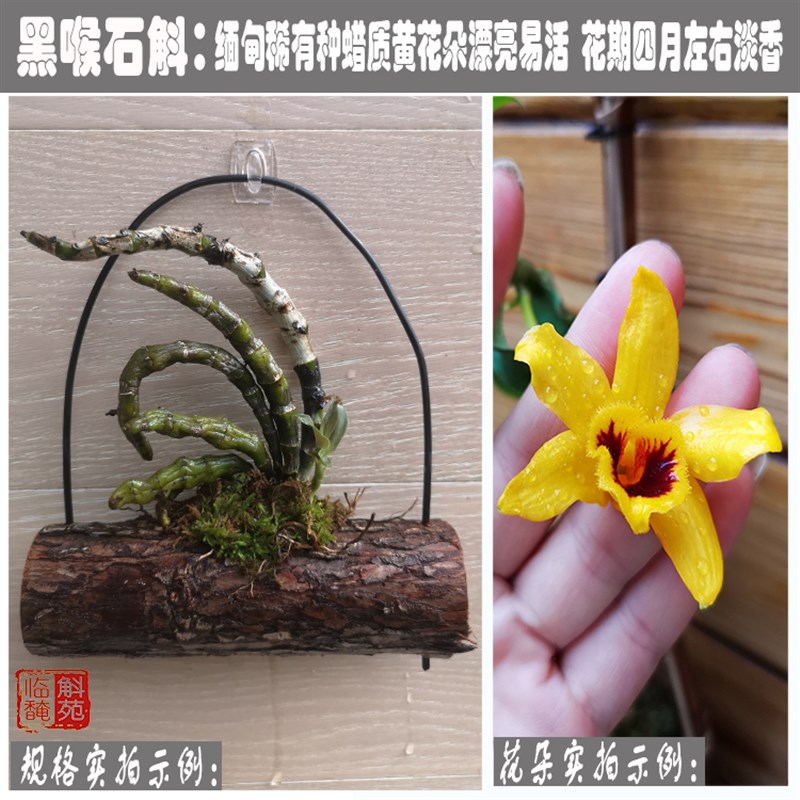 黑喉石斛苗稀有品种数量有限兰花大苗办公桌 保证对版 花艳丽明黄