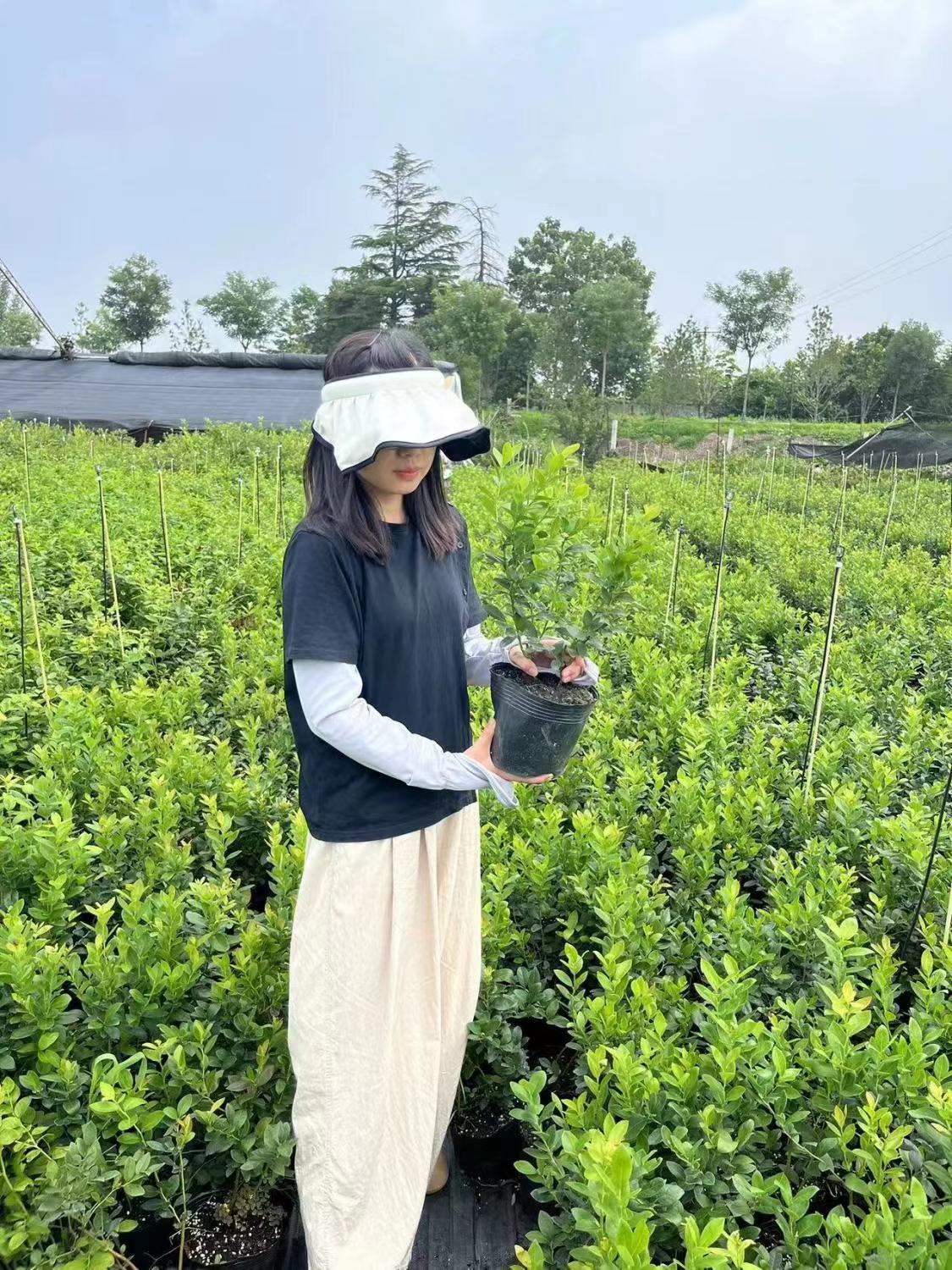 蓝莓树苗盆栽地栽蓝莓苗原盆原土南北方种植蓝莓钵苗抗寒超甜大果 - 图1