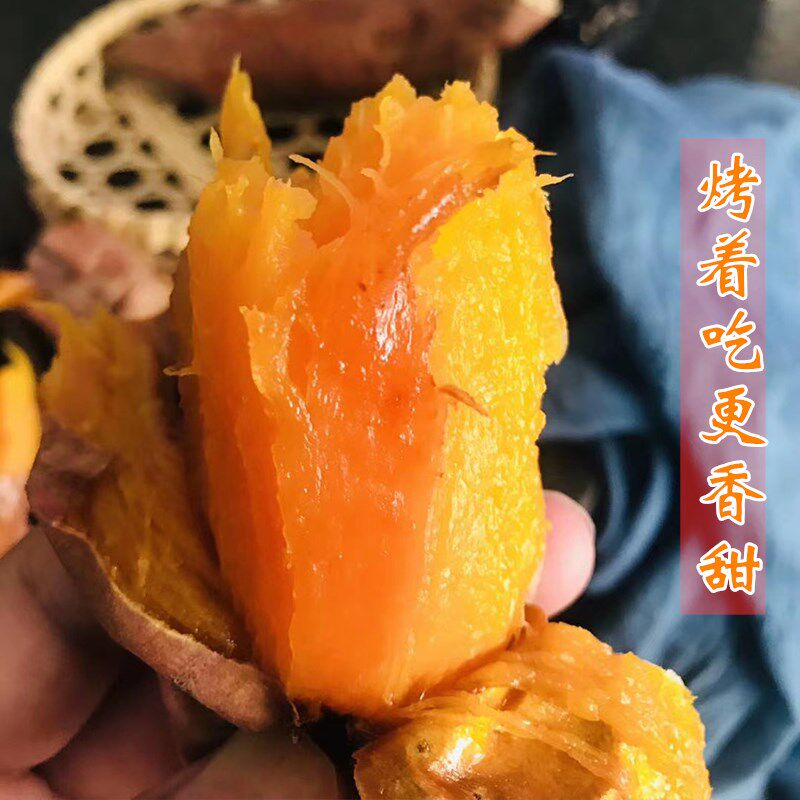 新鲜农家自种5斤烤地瓜板栗薯红薯 喜知滋番薯