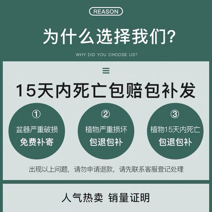 金边虎皮兰盆栽多肉易活水培植物绿植办公室内花卉大全客厅虎尾兰 - 图0