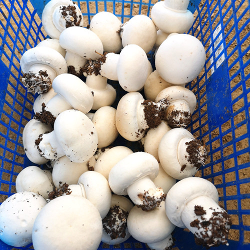 口蘑 新鲜口蘑双胞菇白蘑菇现摘发货冷链包邮产地直销绿色食用菌 - 图1