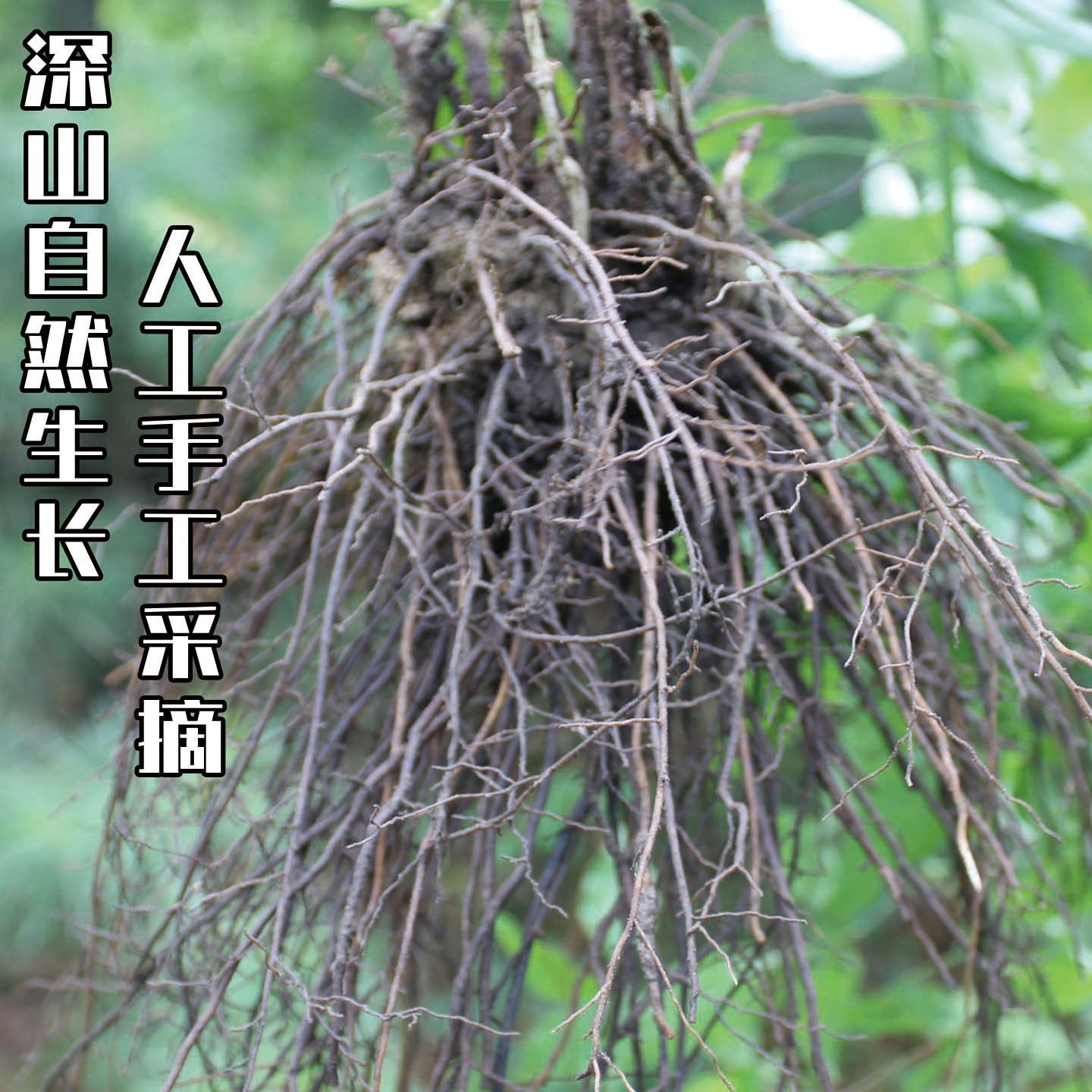 东北长白山野生威灵仙中药材正品500g威灵仙粉新鲜整株酒泡脚药包,淘宝优惠券,粉丝福利购,淘宝优惠卷