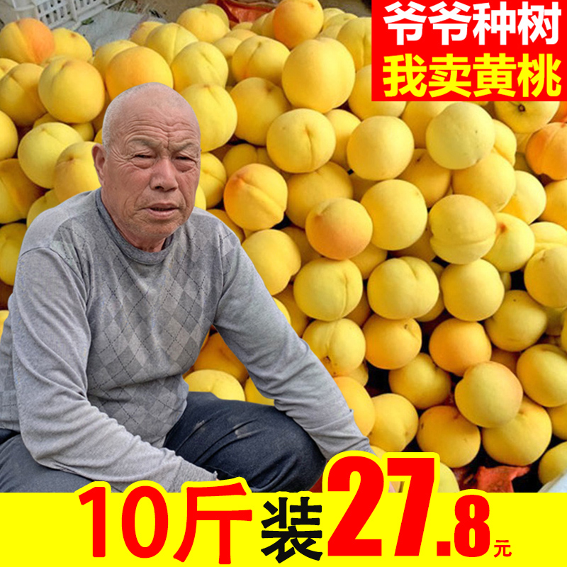 晨洁旗舰店现摘现发10斤黄桃新鲜水果当季整箱包邮应季水蜜时令砀山桃子0