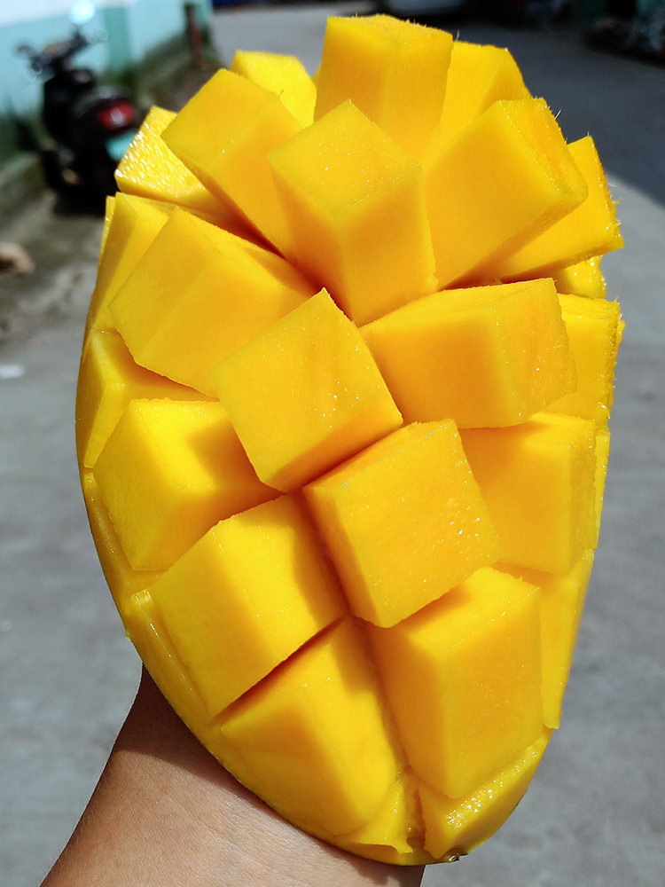 晨洁旗舰店海南金煌芒 黄皮中大芒果水仙大果三亚9斤新鲜包邮102