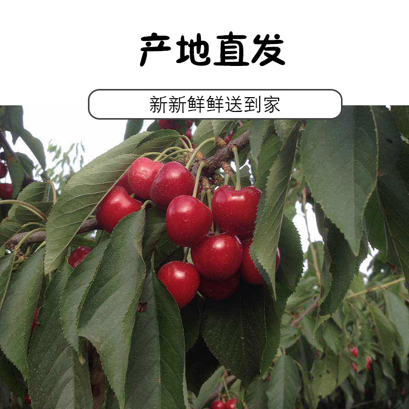 晨洁旗舰店新鲜山东大樱桃车厘子2斤新鲜水果国产当季包邮美早顺丰包邮2