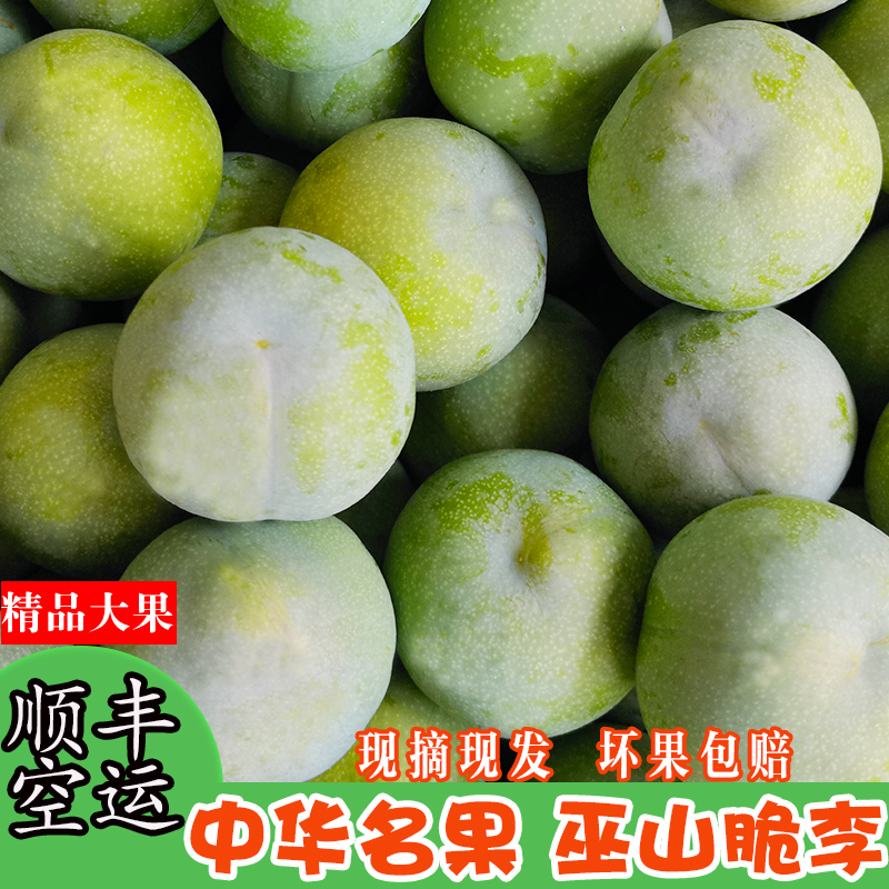 晨洁旗舰店重庆巫山脆李清脆空心脱骨新鲜青李子孕妇水果现摘现发5斤包邮1