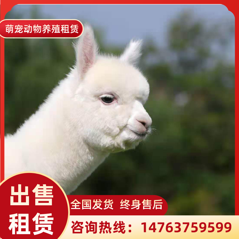 羊驼幼崽出售羊驼活的宠物活体神兽草泥马羊驼租赁家养羊驼活物 - 图2