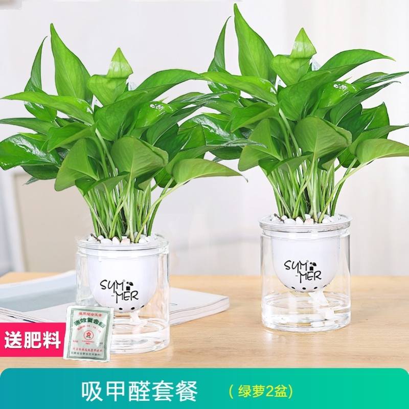 室内盆栽植物不需要阳光的花卉喜阴吸除去甲醛桌面小绿植水培垂吊