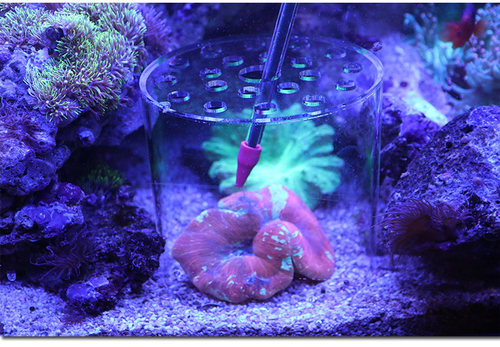 红海星珊瑚喂食器P牌喂食管加长海水珊瑚缸鱼缸珊瑚粮喷管 亚克力 - 图2