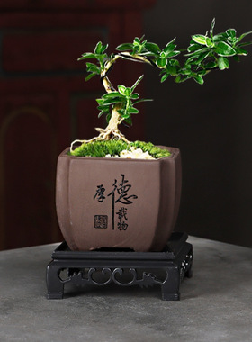 紫砂花盆带托盘粗陶透气蝴蝶兰
