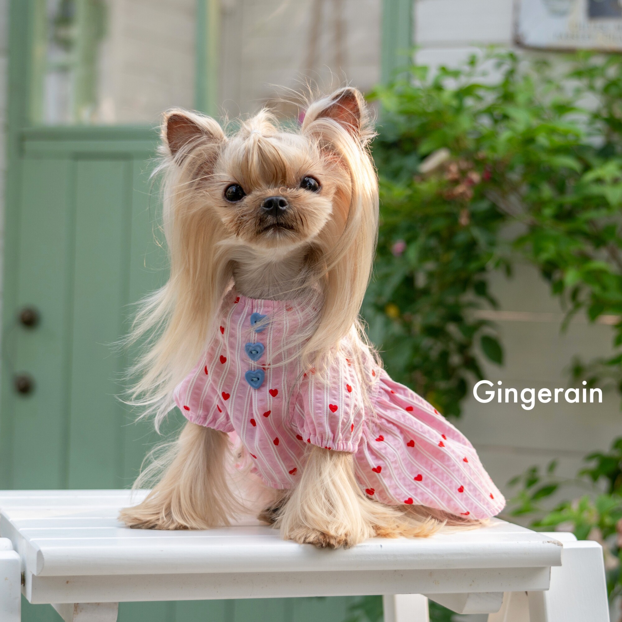 GINGERAIN 蕾丝仙女娃娃衫马尔济斯比熊约克夏天透气衬衫连衣裙,淘宝优惠券,粉丝福利购,淘宝优惠卷