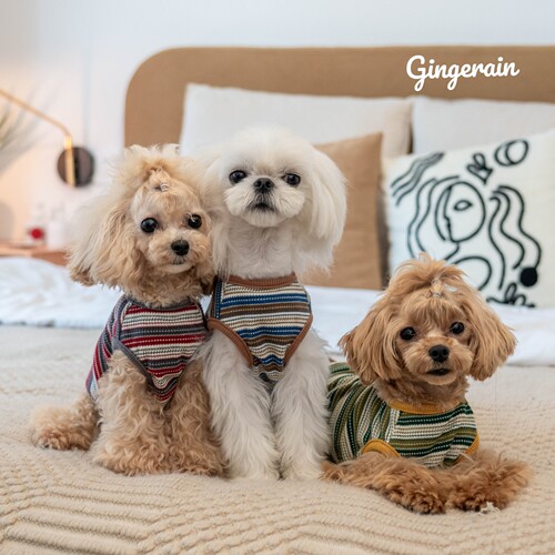 GINGERAIN 小型犬衣服泰迪马尔济斯马尔泰纯棉华夫格条纹背心 - 图0