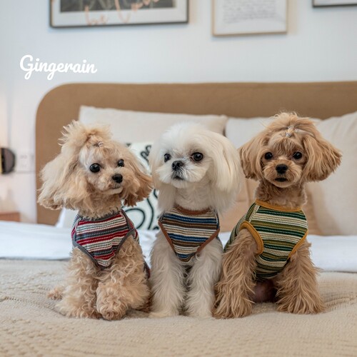 GINGERAIN 小型犬衣服泰迪马尔济斯马尔泰纯棉华夫格条纹背心 - 图2