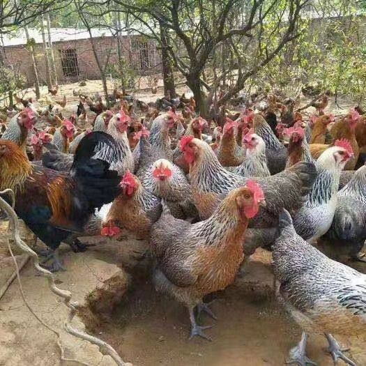 【50枚】绿壳蛋鸡种蛋受精蛋可孵化小鸡的蛋下绿壳下蛋30枚宠物鸡,淘宝优惠券,粉丝福利购,淘宝优惠卷