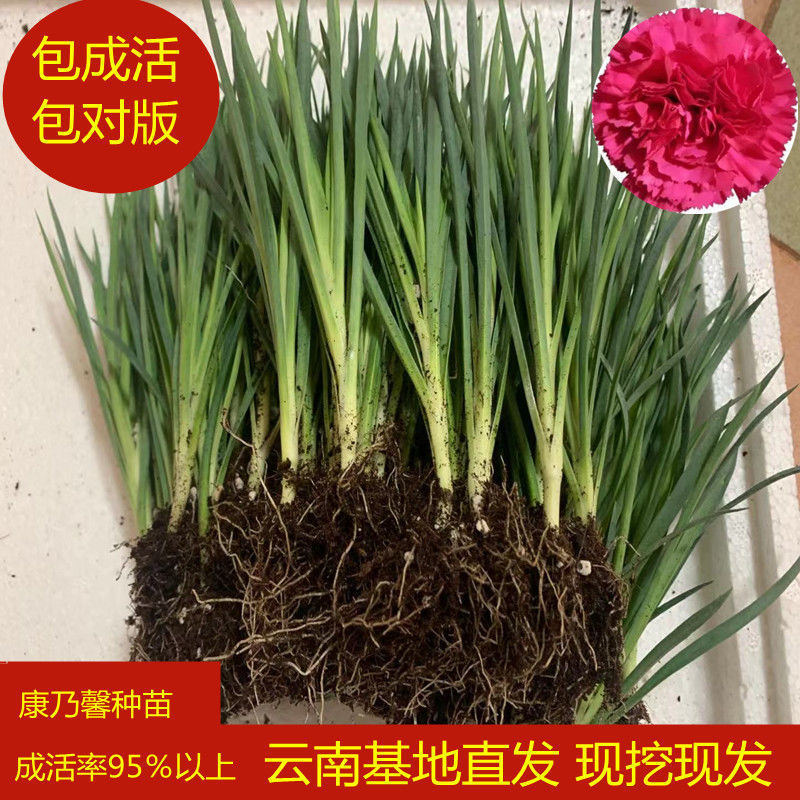 云南基地康乃馨花苗10棵重瓣四季开花鲜切花阳台盆栽室内易活花卉