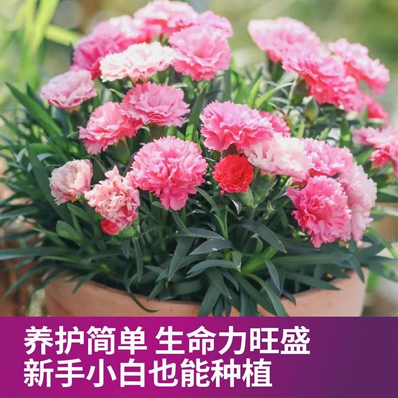 云南直发康乃馨花苗10棵四季开花花苗春夏季阳台盆栽室外重瓣大花