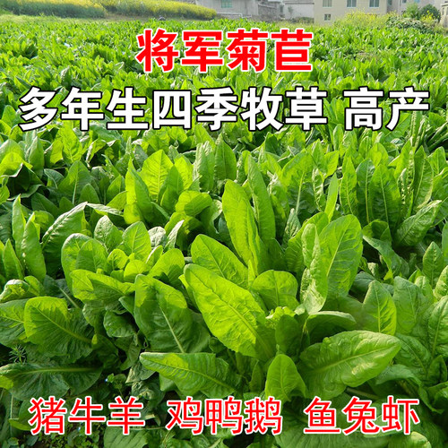 菊苣种籽养殖大叶多年生四季牧草种子羊牛兔鸡鸭鹅猪草种孑鱼鹅草 - 图0