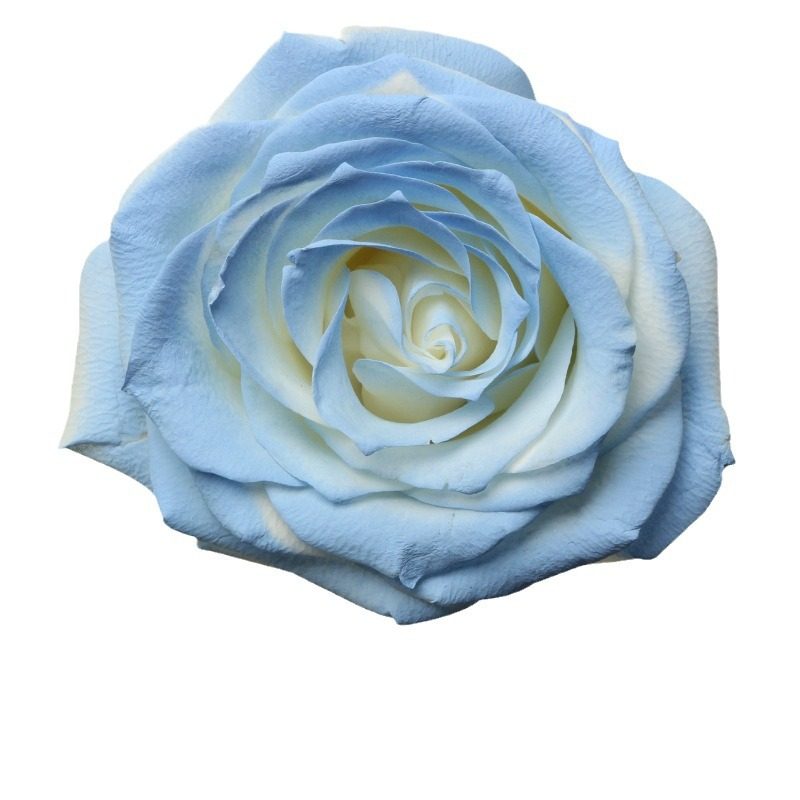 高品质花艺喷漆鲜花喷色剂乌梅子酱碎冰蓝花颜色花束调色剂,淘宝优惠券,粉丝福利购,淘宝优惠卷