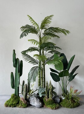 散尾葵造景旅人蕉植物假植物