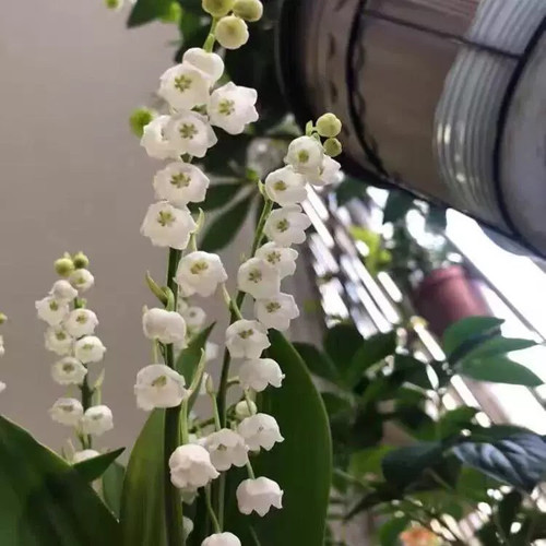 【现货】进口铃兰花苗盆栽浓香型花卉室内外阳台好养活办公桌摆放 - 图2
