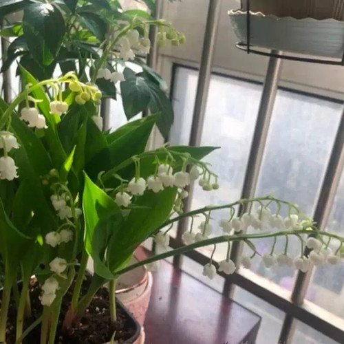 【现货】进口铃兰花苗盆栽浓香型花卉室内外阳台好养活办公桌摆放 - 图1