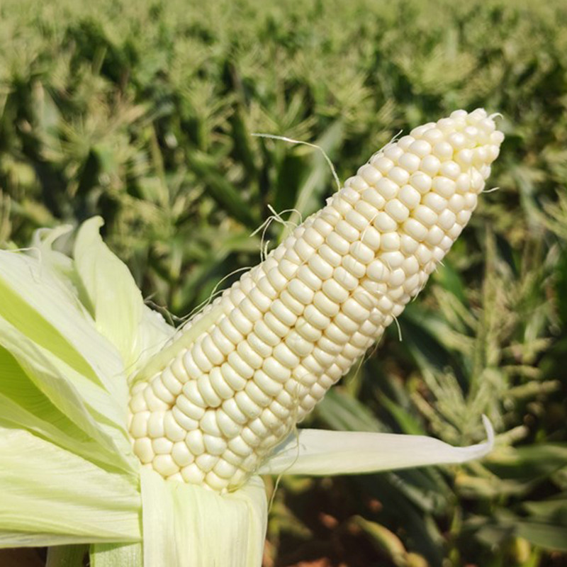 攀枝花白糯玉米新鲜现摘带皮10斤牛奶爆浆黏玉米棒农家粘嫩甜包谷