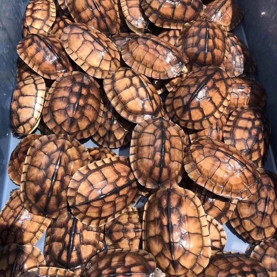 纯种正宗石金钱龟招财黄金乌龟冷水陆地长寿活体宠物龟稀有观赏龟,淘宝优惠券,粉丝福利购,淘宝优惠卷