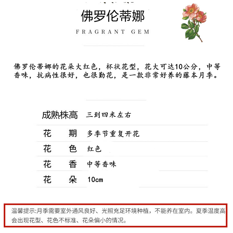 佛罗伦蒂娜月季爬藤植物四季开花大苗弗洛伦蒂娜蔷薇花苗室外盆栽-图1