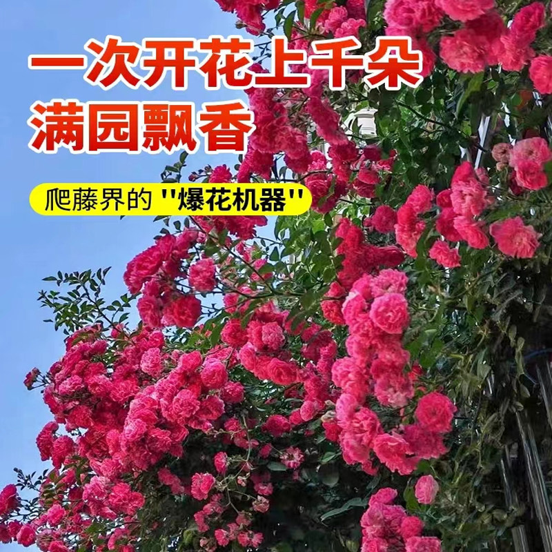 【花期带花】木香花爬藤植物好养阳台庭院耐寒耐晒黄木香花苗盆栽,淘宝优惠券,粉丝福利购,淘宝优惠卷