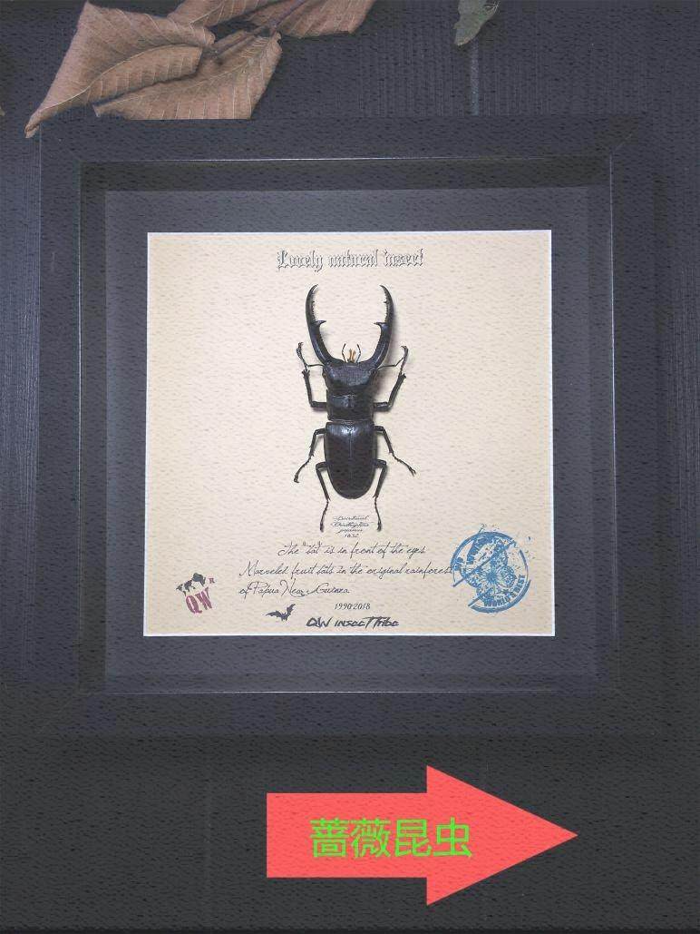 锹甲 新人首单立减十元 21年7月 淘宝海外