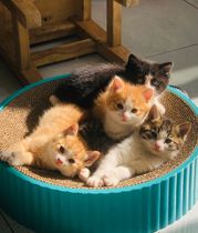 Chinese Fields Garden Cat Beaver Cat Orange Cat Orange Cat Cub Lion Cat Young Cat Kitty Cat White Cat Kitty Cow