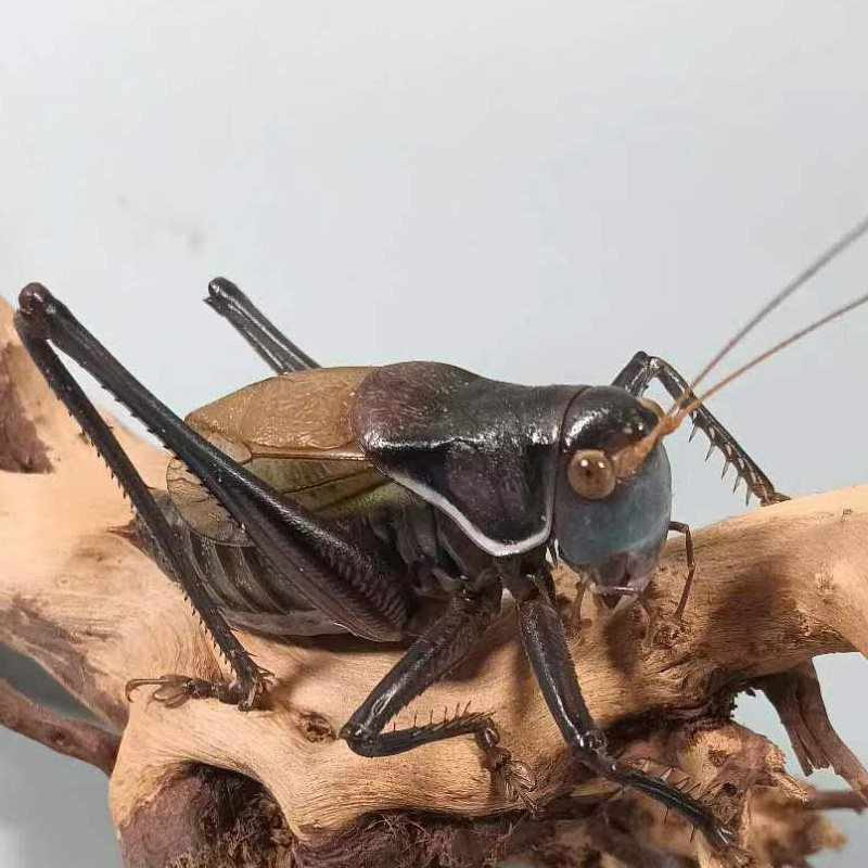 蝈蝈活虫带笼子鸣虫高端新脱铁皮天津绿大肚子翡翠平谷家养冬蝈蝈,淘宝优惠券,粉丝福利购,淘宝优惠卷