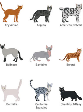 100猫品种图鉴海报 纯种猫可爱动物宠物店爱猫人士礼物儿童墙画