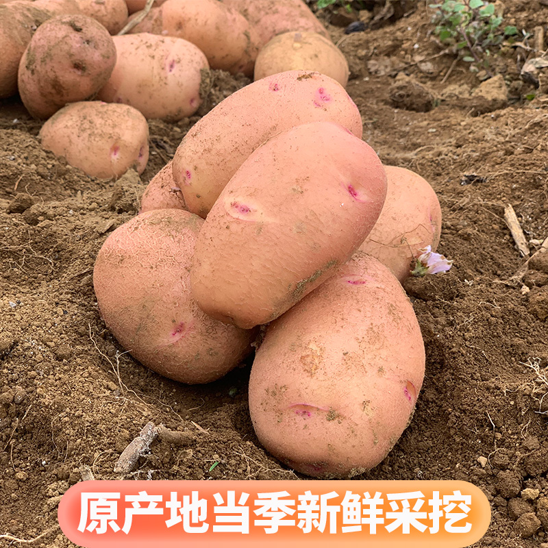 2024年云南高山马铃薯新鲜中号红皮黄心土豆10斤包邮农家洋芋蔬菜 - 图2