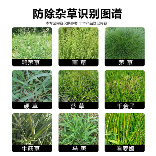 烯草酮大豆田苗后除草专用剂高效氟吡甲禾灵除杂草烂根死根除草剂 - 图1