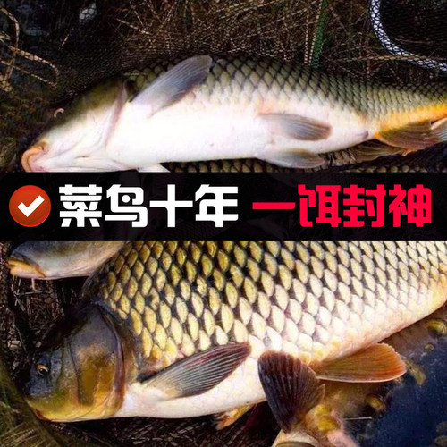 野钓老三样鱼饵料野战蓝鲫九一八速攻2号老鬼918鲫鱼螺鲤冬季套装 - 图1