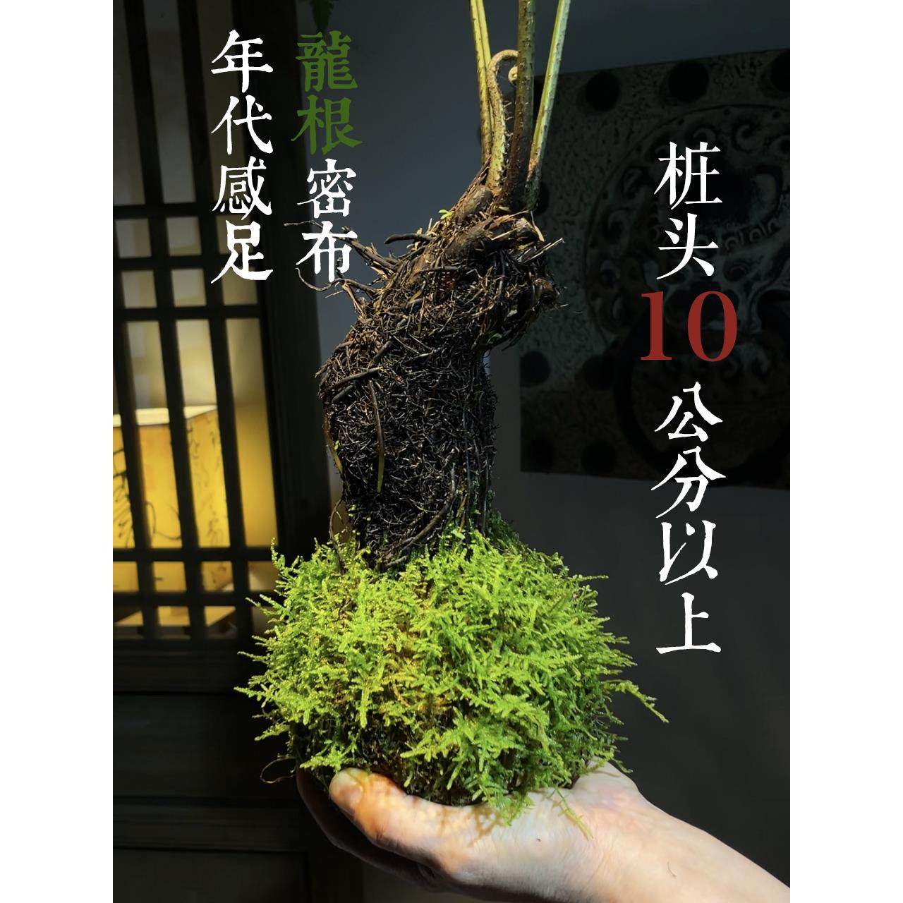 浮檀蕨苔玉球苔藓球蕨类植物绿植一叶蕨大型盆栽盆景造景 - 图0