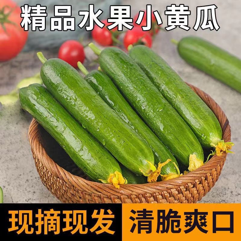 黄瓜新鲜小黄瓜水果小青瓜荷兰蔬菜农家山东生吃5斤-图1