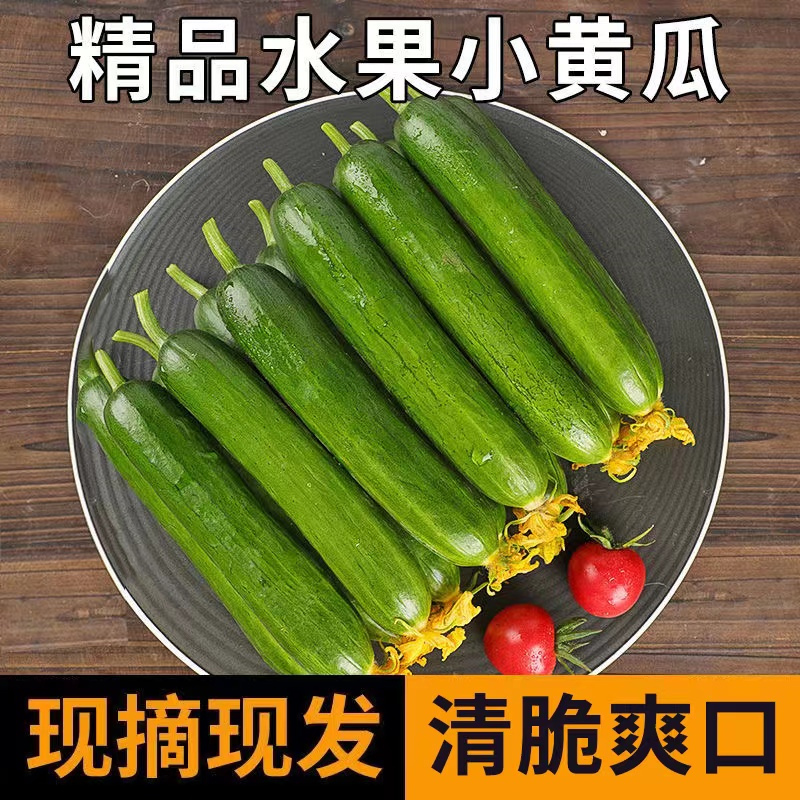 黄瓜新鲜小黄瓜水果小青瓜荷兰蔬菜农家山东生吃5斤-图2