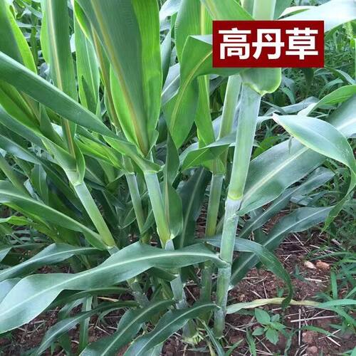 新品四季牧草苏丹高丹草种子牛羊兔鹅鱼吃的饲料草籽春夏播种耐热 - 图0