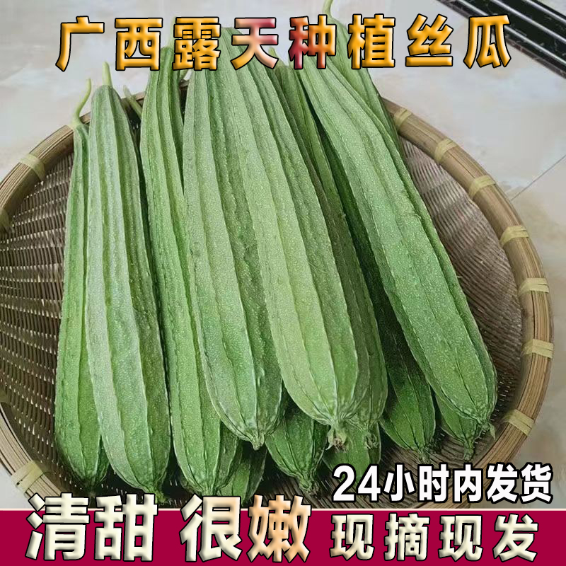 广西农家自种现摘嫩丝瓜当季新鲜蔬菜八角棱角丝瓜大长肉水瓜清甜 - 图1