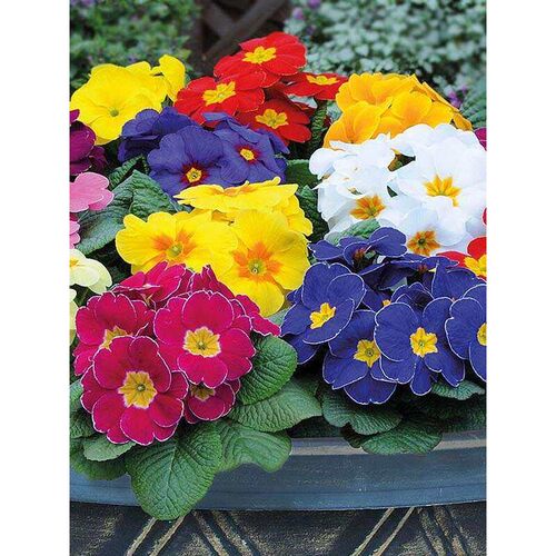 初恋”德国春楼樱  小角落 / 台“的喜悦报花七重草院露花架装饰 - 图1