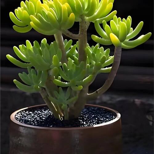 治愈系八千代 寓意青春活力与守护 禅意清供 皮实好养易造型 - 图0