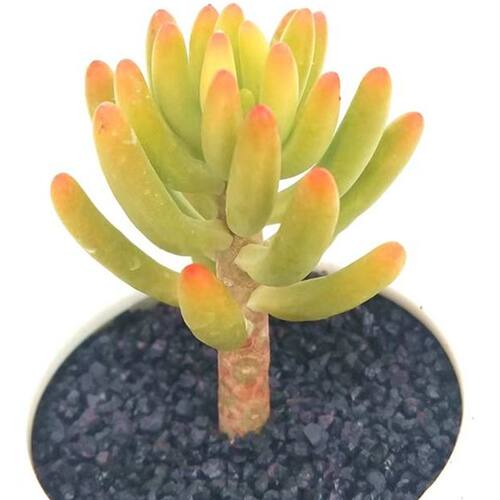 治愈系八千代 寓意青春活力与守护 禅意清供 皮实好养易造型 - 图2