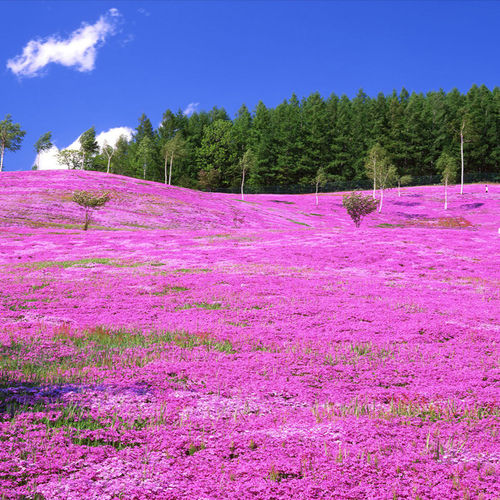 「芝樱·地表樱花风暴」福禄考强势覆盖抑制杂草 零维护省心 - 图2