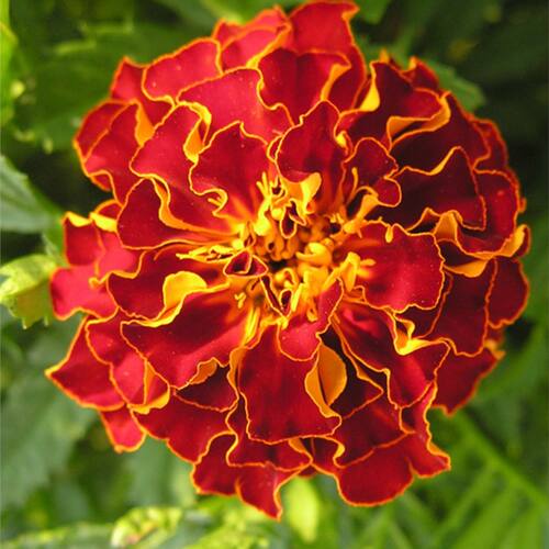 「花园里的红色宣言」火红孔雀草饱满如孔雀开屏 寓意爽朗与自信 - 图0